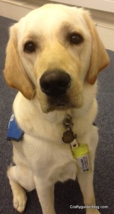 Harry Guide Dog 1