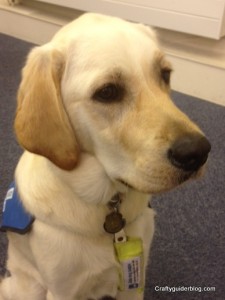 Harry Guide Dog 2