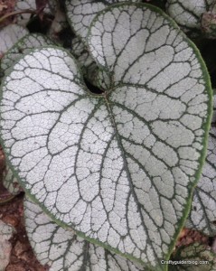 autumn garden - brunnera