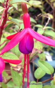 autumn garden - fuschia baby blue eyes