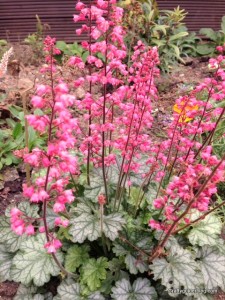 autumn garden - heuchera