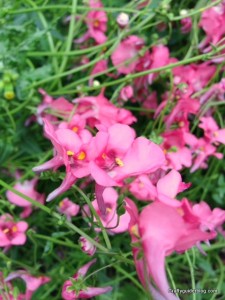 autumn garden - pink diasica