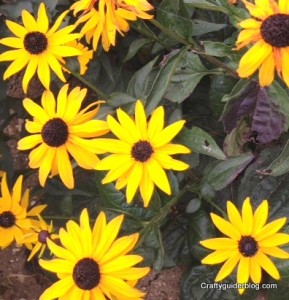 autumn garden - rudbeckia