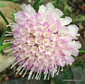 autumn garden - scabious