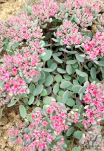 autumn garden - sedum