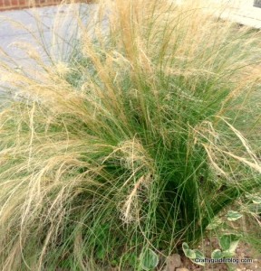 autumn garden - stipa tenuissima