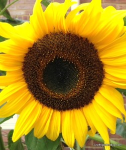 autumn garden - sunflower